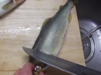 鮎のぬめりを取るために包丁の刃を当ててスライドさせて
