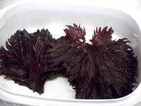 赤紫蘇の葉の塩漬けの作り方 つくる楽しみ