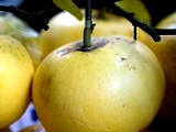黄色くて大きな果実の文旦レシピ