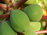 南国フルーツの上位ランキング、パパイヤレシピ